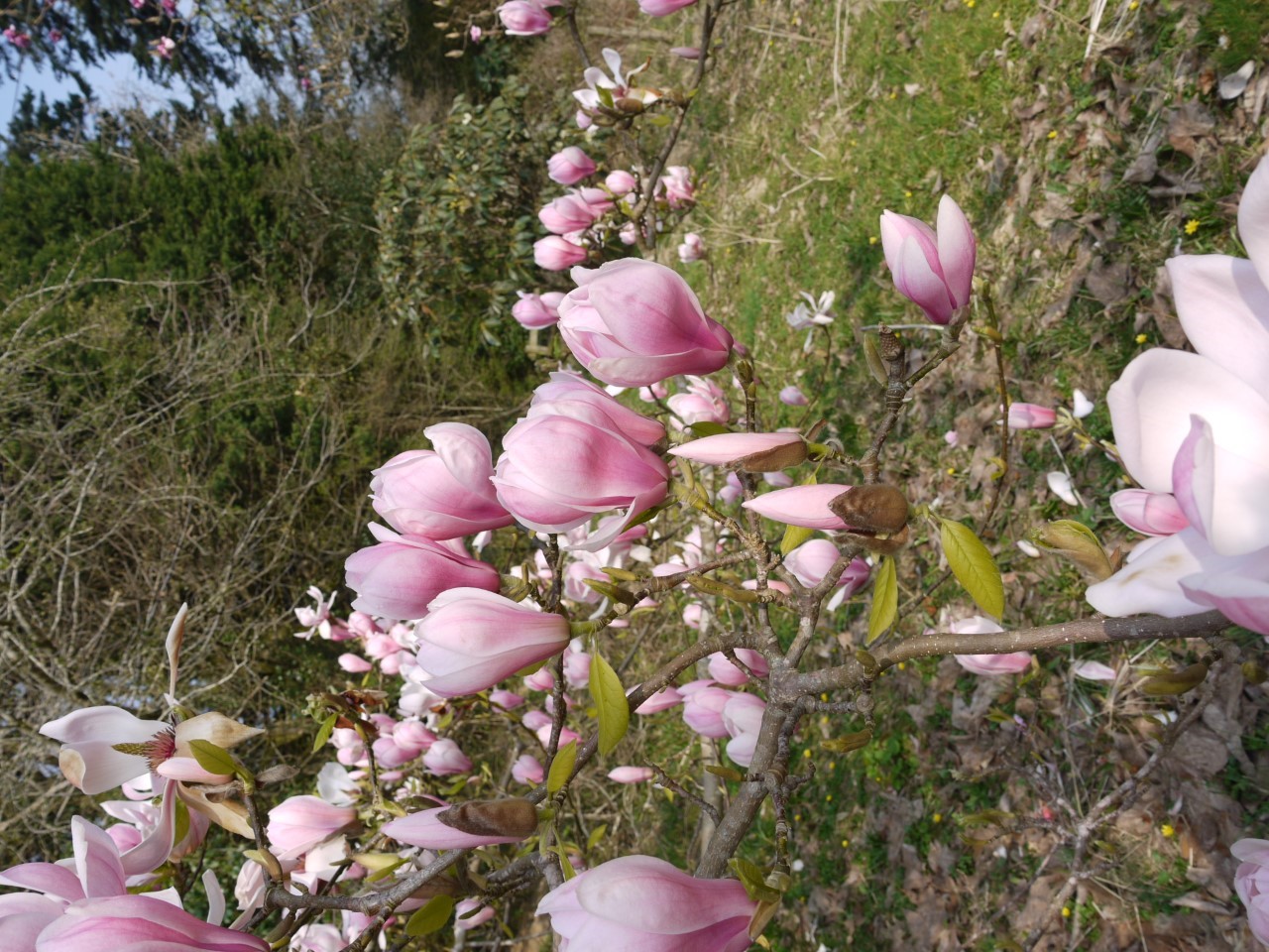 magnolia denudata forests pink